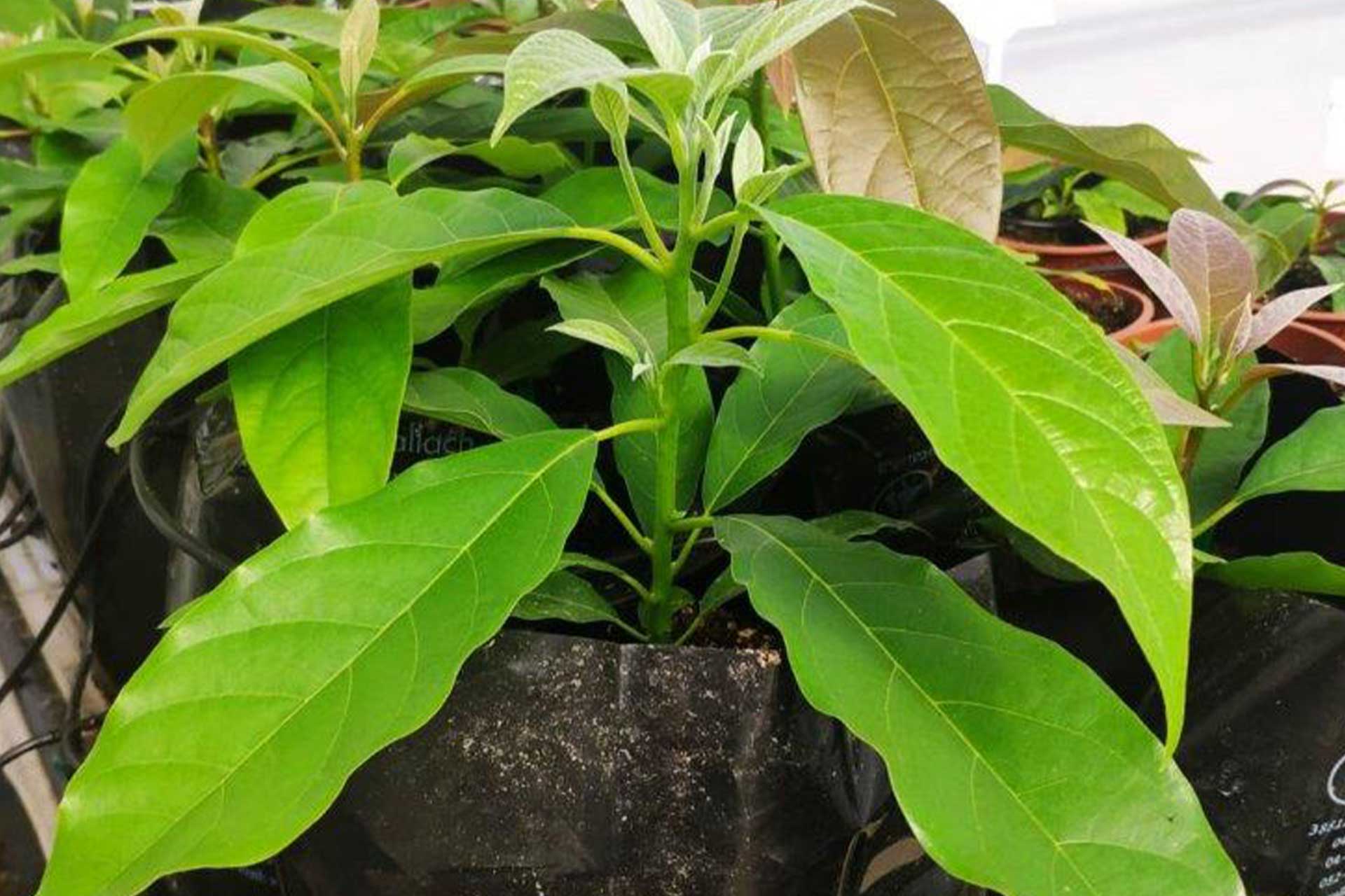 Avocado Seedlings