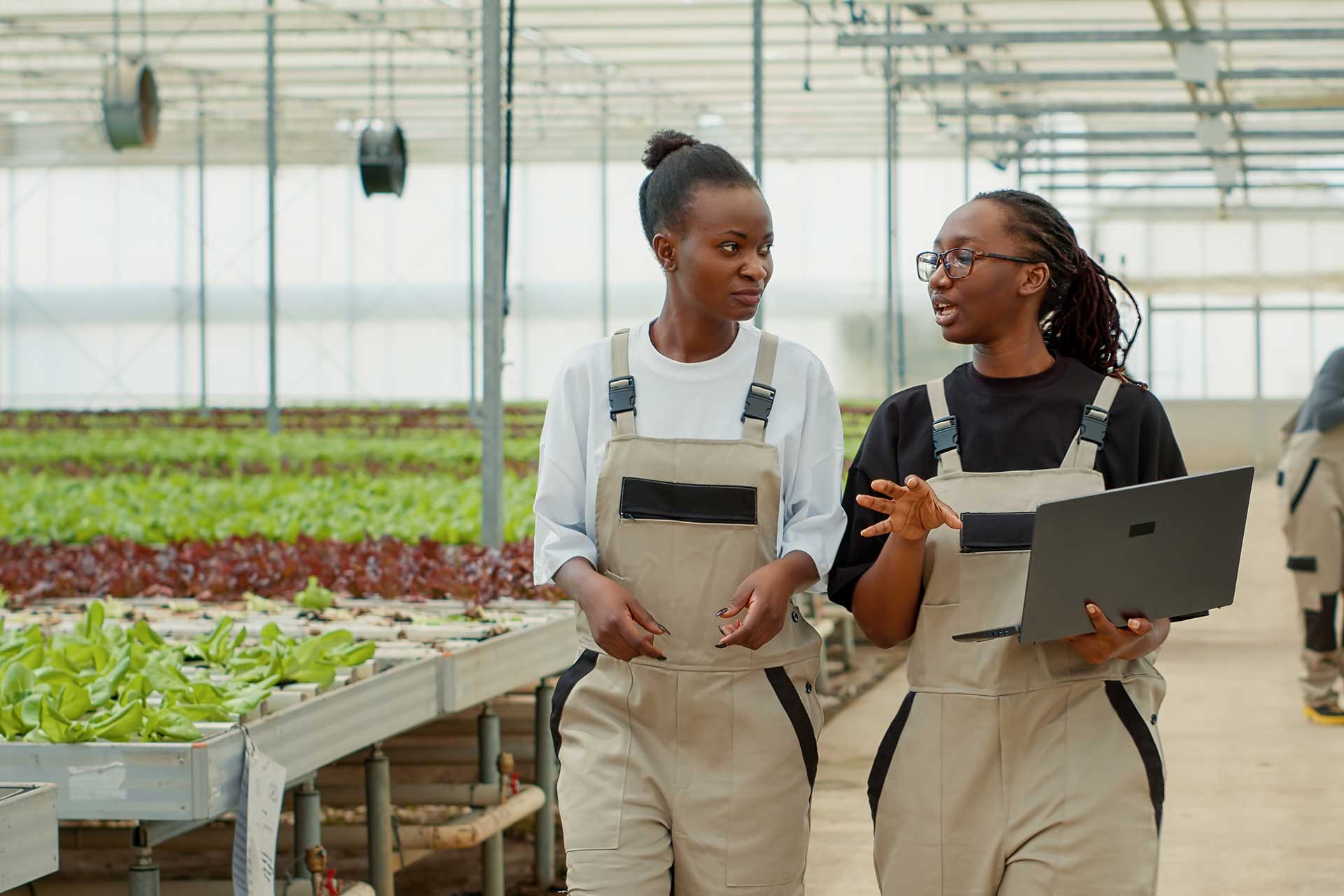 Avocado Farming Training